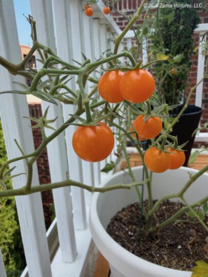 Container Gardening Cherry Tomato