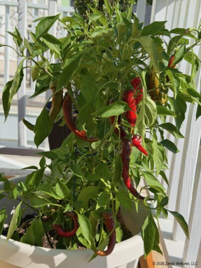 Container Gardening Peppers