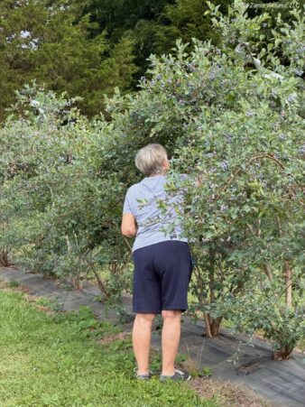 Mom Picking Blueberries