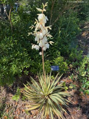 OBX Teaching Garden Yucca