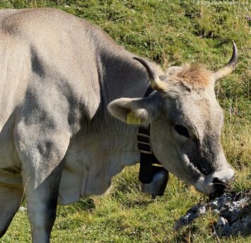 Ortisei Seceda Cow