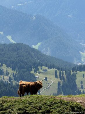 Ortisei Seceda Highland Cow