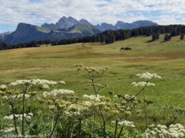 Ortisei Seiseralm Alpine Flowers