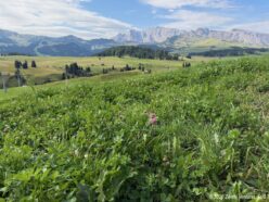 Ortisei Seiseralm Alpine Meadow