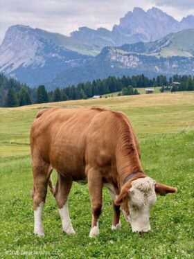 Ortisei Seiseralm Cow with Seceda and Odles