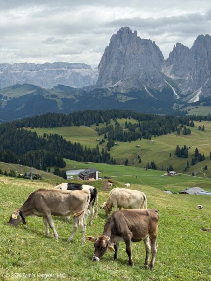 Ortisei Seiseralm Cows with Sassolungos