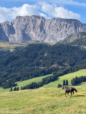 Ortisei Seiseralm Horse Black Running