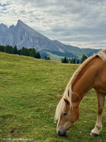 Ortisei Seiseralm Horse Brown