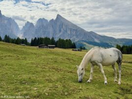 Ortisei Seiseralm Horse White